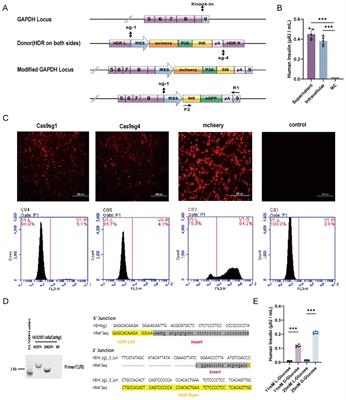 Engineered IRES-mediated promoter-free insulin-producing cells reverse hyperglycemia